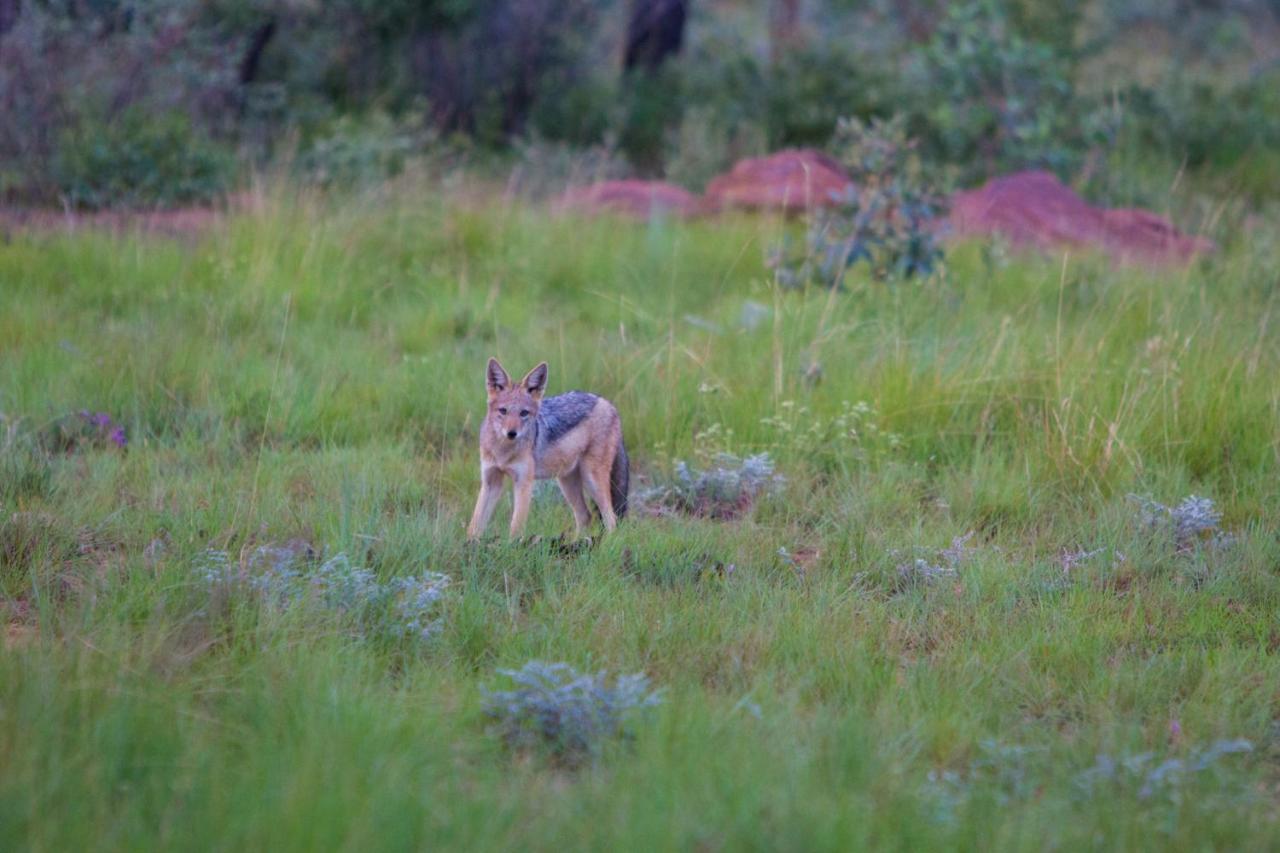 Nedile Lodge Welgevonden Game Reserve Eksteriør bilde
