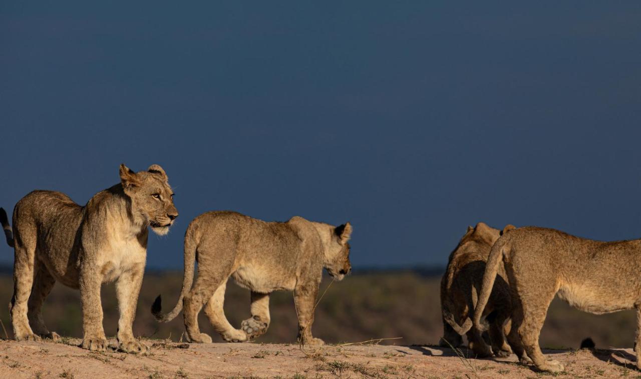 Nedile Lodge Welgevonden Game Reserve Eksteriør bilde