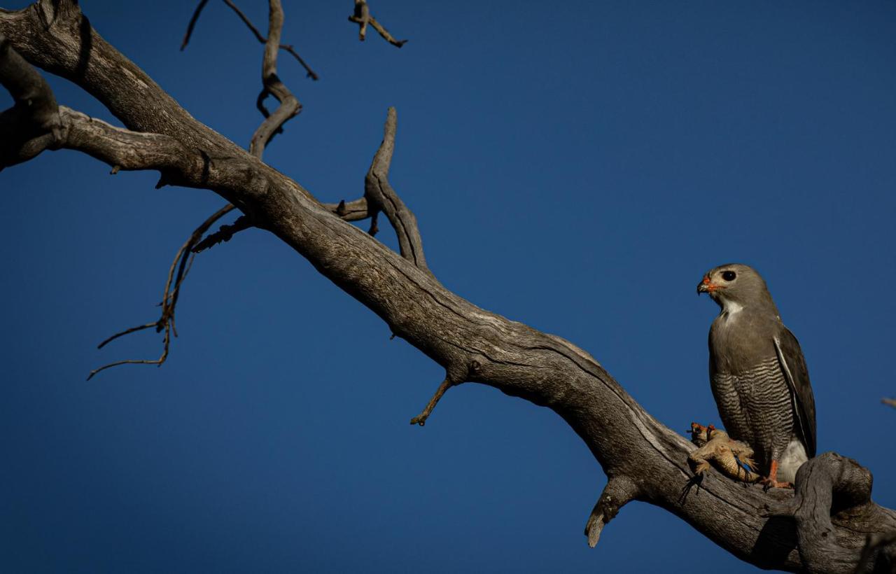 Nedile Lodge Welgevonden Game Reserve Eksteriør bilde