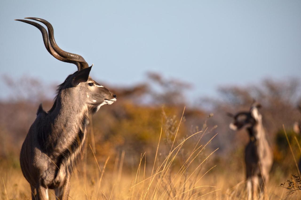 Nedile Lodge Welgevonden Game Reserve Eksteriør bilde