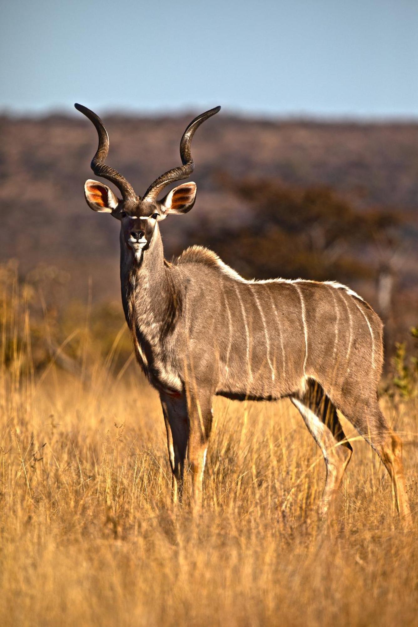 Nedile Lodge Welgevonden Game Reserve Eksteriør bilde