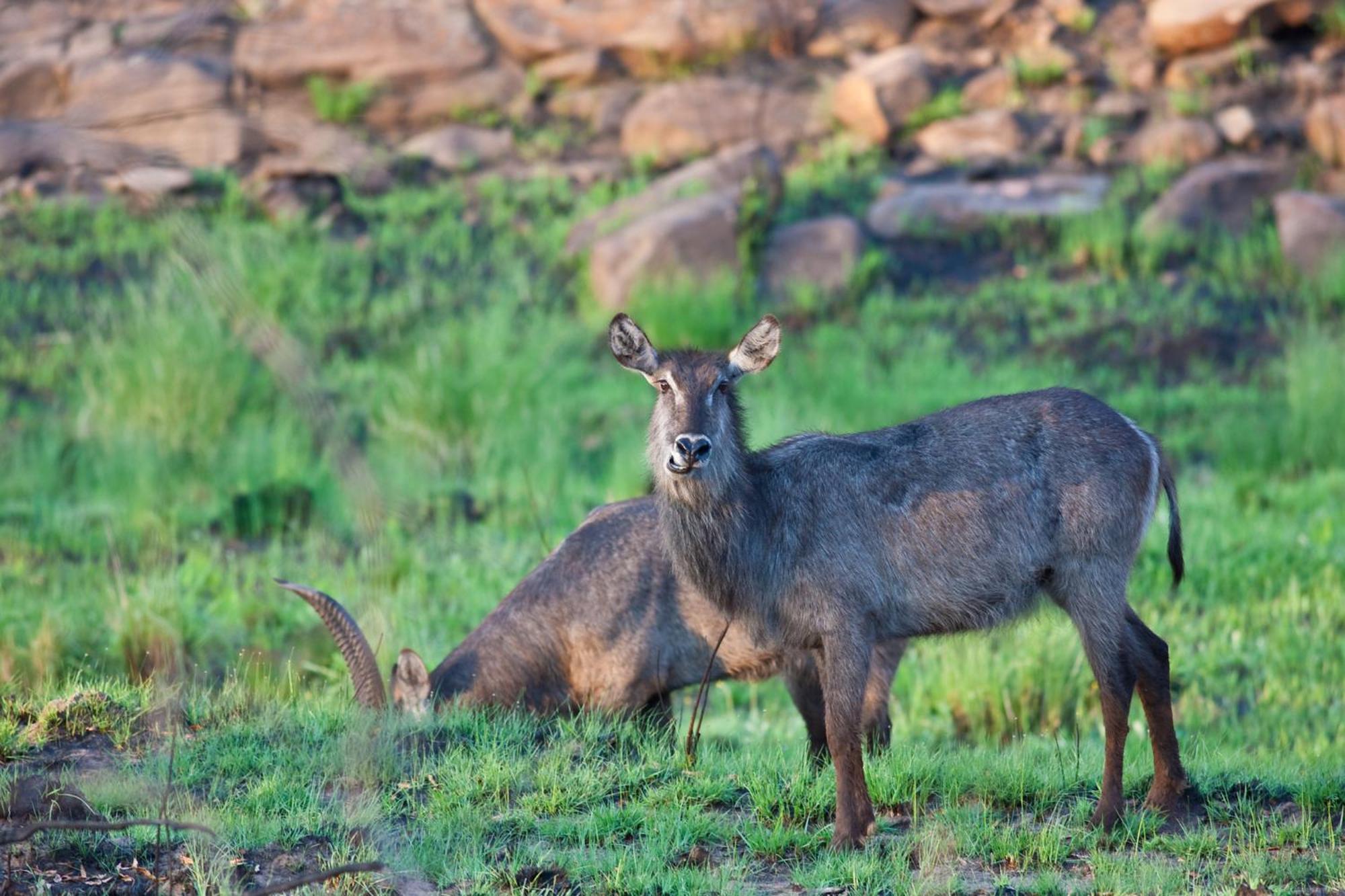 Nedile Lodge Welgevonden Game Reserve Eksteriør bilde