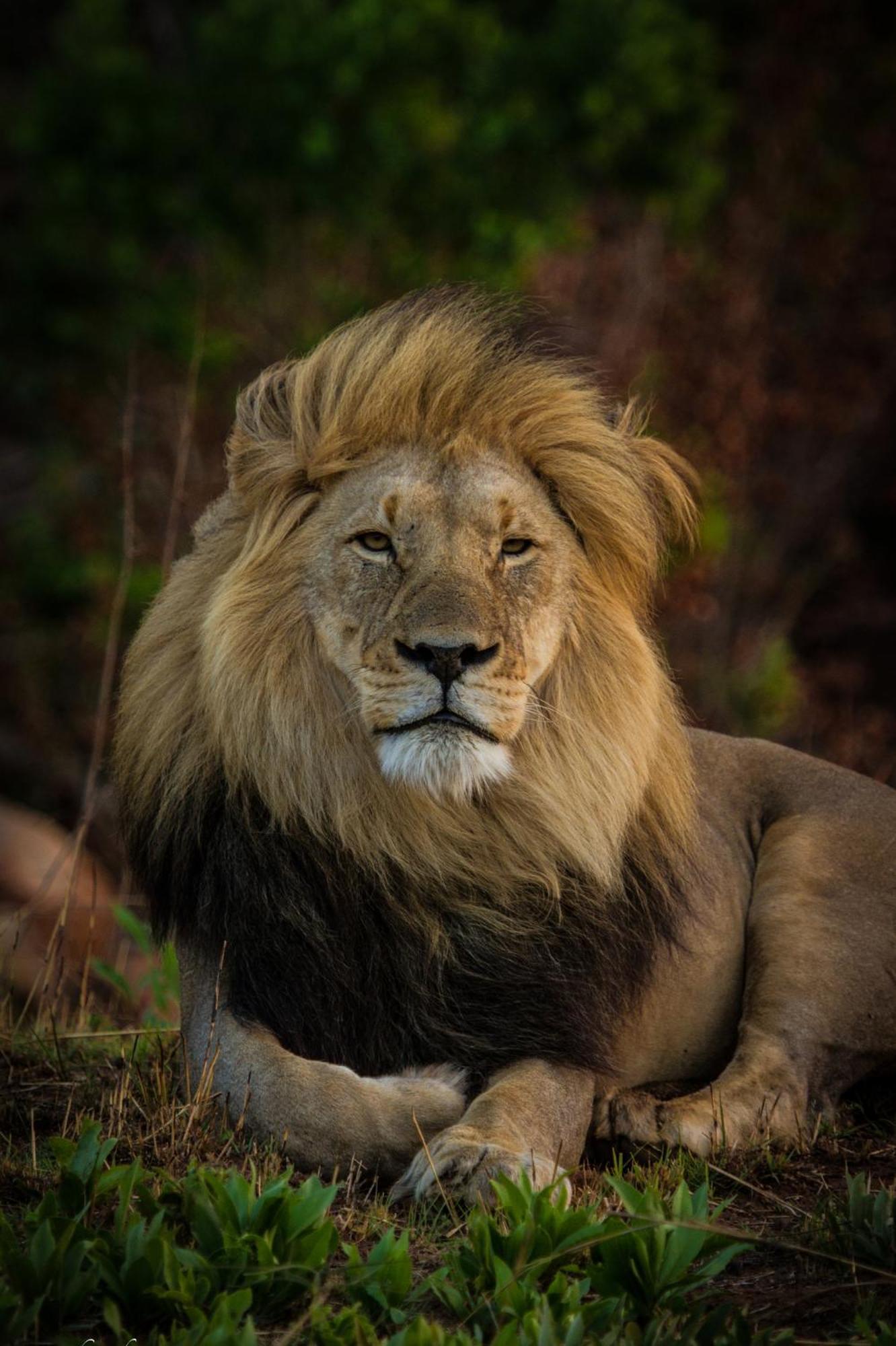 Nedile Lodge Welgevonden Game Reserve Eksteriør bilde