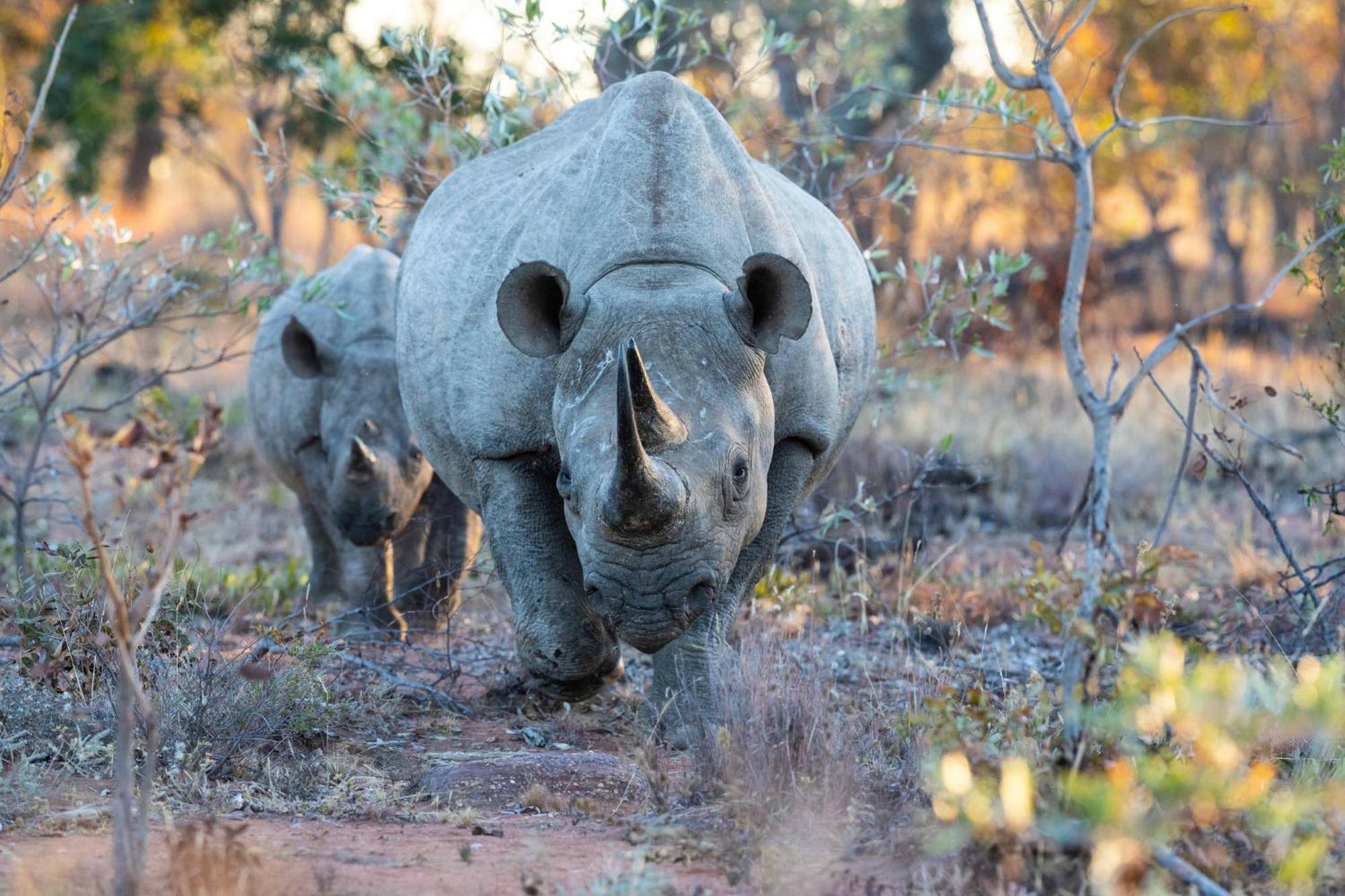 Nedile Lodge Welgevonden Game Reserve Eksteriør bilde